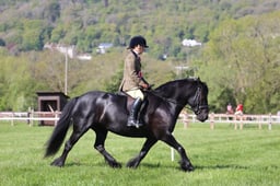 88-87 M&M Pure Novice Ridden Championship