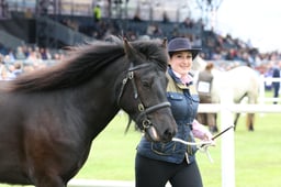 417 Gelding 4,5 & 6yrs