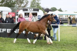Welsh B Championship