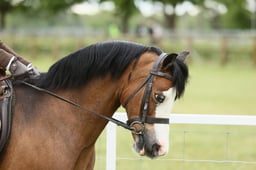105 M&M Pretty Polly First Ridden