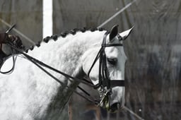 H102-100 HOYS HUNTER CHAMPIONSHIP