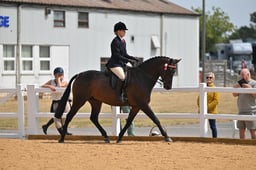 111 Intermediate Show Horse
