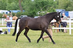 Z43_6561 2026