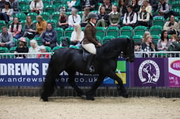 M&M Ridden Fell Pony of the Year