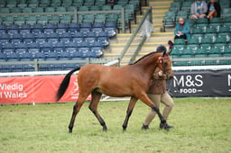 Welsh Part Bred In Hand