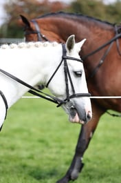 Open Working Hunter Pony Championship