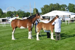 406-407 Mares & Foals