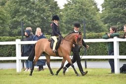 CLH173 Lead Rein Pony