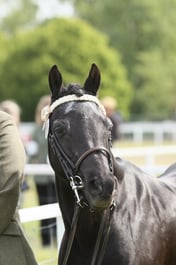 143 Senior Horse In Hand