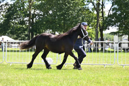 H38 Dales Fell High Foal or Yearling