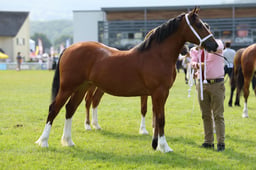 E69_0940 2026