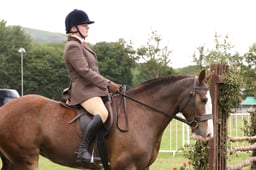 H211 Working Show Horse