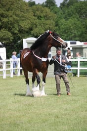 H270 Shire Barren Mare or Gelding