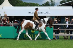 10 Ridden Native Coloured Horse