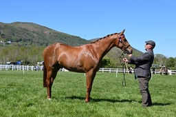26-27 Hack & Riding Horse In Hand
