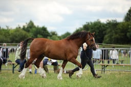 Welsh Supreme Championship