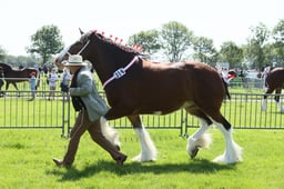 SH4 Shire Barren Mare