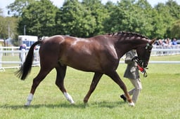 Z42_3380 2026