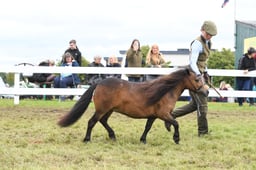 92 Filly or Gelding 2 & 3yo