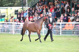 09 Riding Pony Breeding Championship