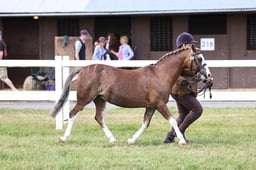 Z43_5728 2026