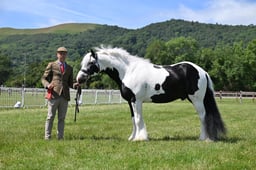 H134 Coloured Pony In Hand