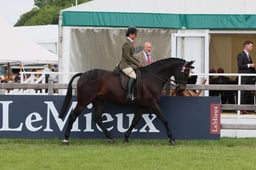96 Small Riding Horse