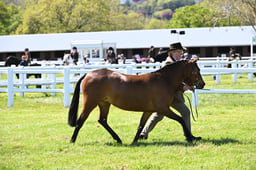 S19_7816 2026