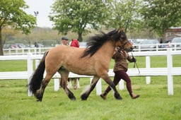 30-33 M&M In Hand Winter Final Large Breeds