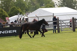 W29_0468 2026