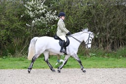 55 Novice Ridden M&M Large Breeds