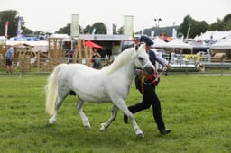 E34_3133 2026