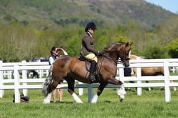 H19_0390 2026