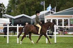 553 Show Hunter Pony 133cm