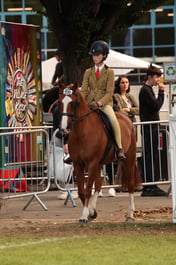 79 Show Hunter Pony 143cm