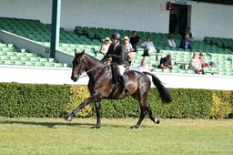 Ridden Hunter Novice HWT
