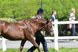 S19_8095 2026