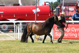 Standard Shetland Championship