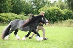 86 Gypsy Cob In Hand Seniors