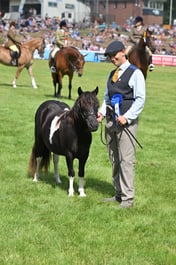 Parade of Prize-Winning Horses