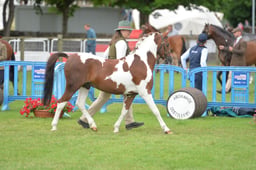 511 Stallions