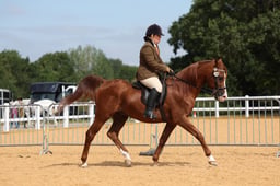 124C Ridden Diamond Veteran