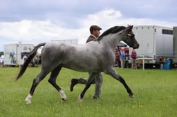 J36_7103 2026