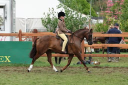 149 Show Hunter Pony 133cm