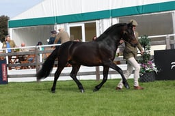 W29_0450 2026