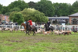 Meet of Hounds