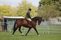 30 Open Ridden Sports Horse