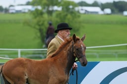 Event Horse Breeding