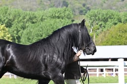 S19_7465 2026