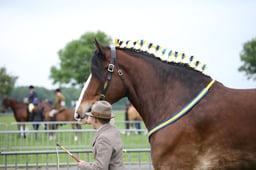 SH10 Young Handlers